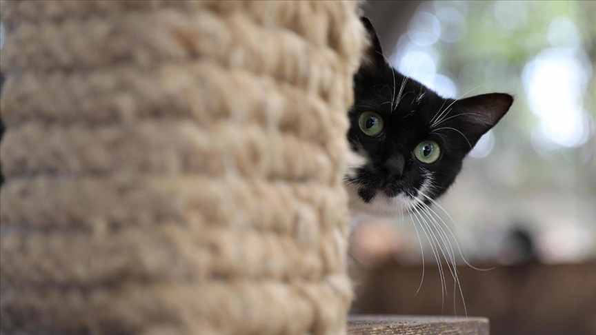 Samsun'daki Kedi Kasabasında kediler için ideal ortam sağlanıyor